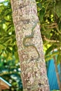 Snake on the Tree Royalty Free Stock Photo