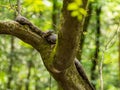 Snake in Tree, Cottonmouth Water Moccasin on Tree Branch Royalty Free Stock Photo