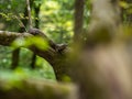 Snake in Tree, Cottonmouth Water Moccasin on Tree Branch Royalty Free Stock Photo