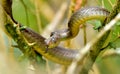 Snake at tree top in thekkady firest,kerala. Royalty Free Stock Photo