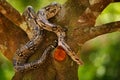 Snake on the tree trunk. Boa constrictor snake in the wild nature, Belize. Wildlife scene from Central America. Boa constrictor, f Royalty Free Stock Photo