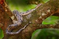 Snake on the tree trunk. Boa constrictor snake in the wild nature, Belize. Wildlife scene from Central America. Boa constrictor, f Royalty Free Stock Photo