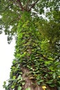 Snake on tropical tree