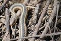 Snake in Twigs