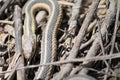 Snake in Twigs