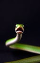 Snake - Black background - Offensive Royalty Free Stock Photo