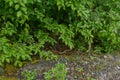 Snake under the beech branches on the river Mrtvica