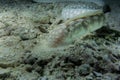 Eel under water hidding under coral