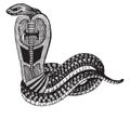 Snake Uraeus tattoo. Set of Egypt labels and elements. Vector set illustration template tattoo Royalty Free Stock Photo