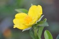 Yellow Snake vine Flower