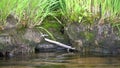 A snake or viper climbs the shore of a forest lake. Plant roots and clear water