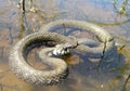 Snake in water Royalty Free Stock Photo
