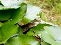 Snake in the water and hide under leaves lotus. Royalty Free Stock Photo