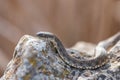 Snake water, latin Natrix tessellata lying on a rock, and basking in the sun Royalty Free Stock Photo