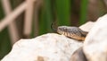 Snake water, latin Natrix tessellata lying on a rock, and basking in the sun Royalty Free Stock Photo
