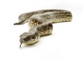 Snake on White Royalty Free Stock Photo