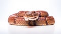 A snake on white background are elongated, limbless, carnivorous reptiles Royalty Free Stock Photo