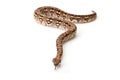 Snake on white background Royalty Free Stock Photo