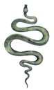 Snake on white isolated background. Watercolor illustration of venomous Serpent. Hand drawn clip art of occult Viper