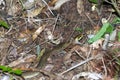 Snake in the woods Royalty Free Stock Photo