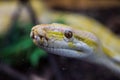 Snake. Royalty Free Stock Photo