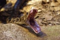 Snake yawn