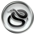 Snake Zodiac icon grey