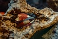 Snake in a zoo enclosure Royalty Free Stock Photo