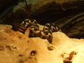 Snake at the zoo in Zagreb Royalty Free Stock Photo