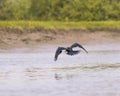 Snakebird flies away