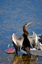 Snakebird Latin name Anhinga anhinga