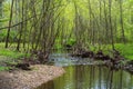 Snakeden Branch Stream in Fairfax County