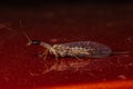 Snakefly