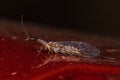 Snakefly