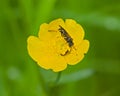 snakefly on a buttercup flower - Xanthostigma