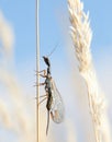 Snakefly climbing on grass