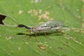 Snakefly (Dichrostigma flavipes) in a natural habitat