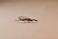 Snakefly has a long neck Raphidiodea Insect isolated on a white background