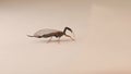 Snakefly has a long neck Raphidiodea Insect isolated on a white background