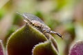 Snakefly insect with the order Raphidioptera