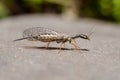 Snakefly insect with the order Raphidioptera