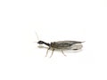 Female snakefly Phaeostigma notata isolated