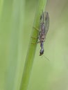 Snakefly (Phaeostigma notata)