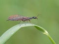 Snakefly (Phaeostigma notata)