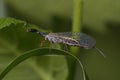 Snakefly, Raphidioptera, sitting