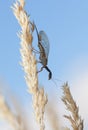 Snakefly rest on grass