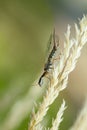 Snakefly resting on grass
