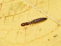 Rhapidioptera larvae snakefly crawling on leaf