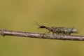 A Snakefly, Rhapidioptera, walking along a twig. Snakeflies are rarely encountered as they spend most of their adult lives in the