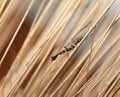 Snakefly among wild grass